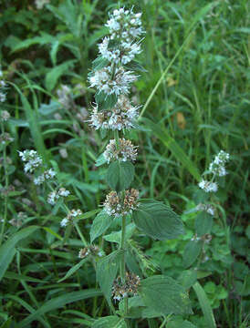 Image of Mentha dalmatica Tausch