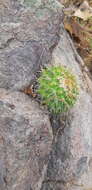 Image of Mammillaria marksiana Krainz
