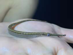 Image of Microphis aculeatus (Kaup 1856)