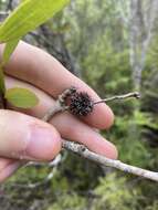 Sivun Beesonia ferrugineus (Froggatt 1921) kuva