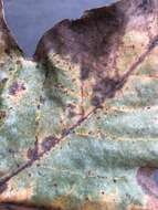 Image of Plane anthracnose