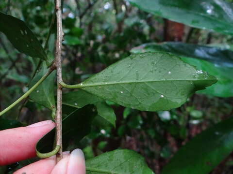 Image of Ilex uraiensis Yamam.