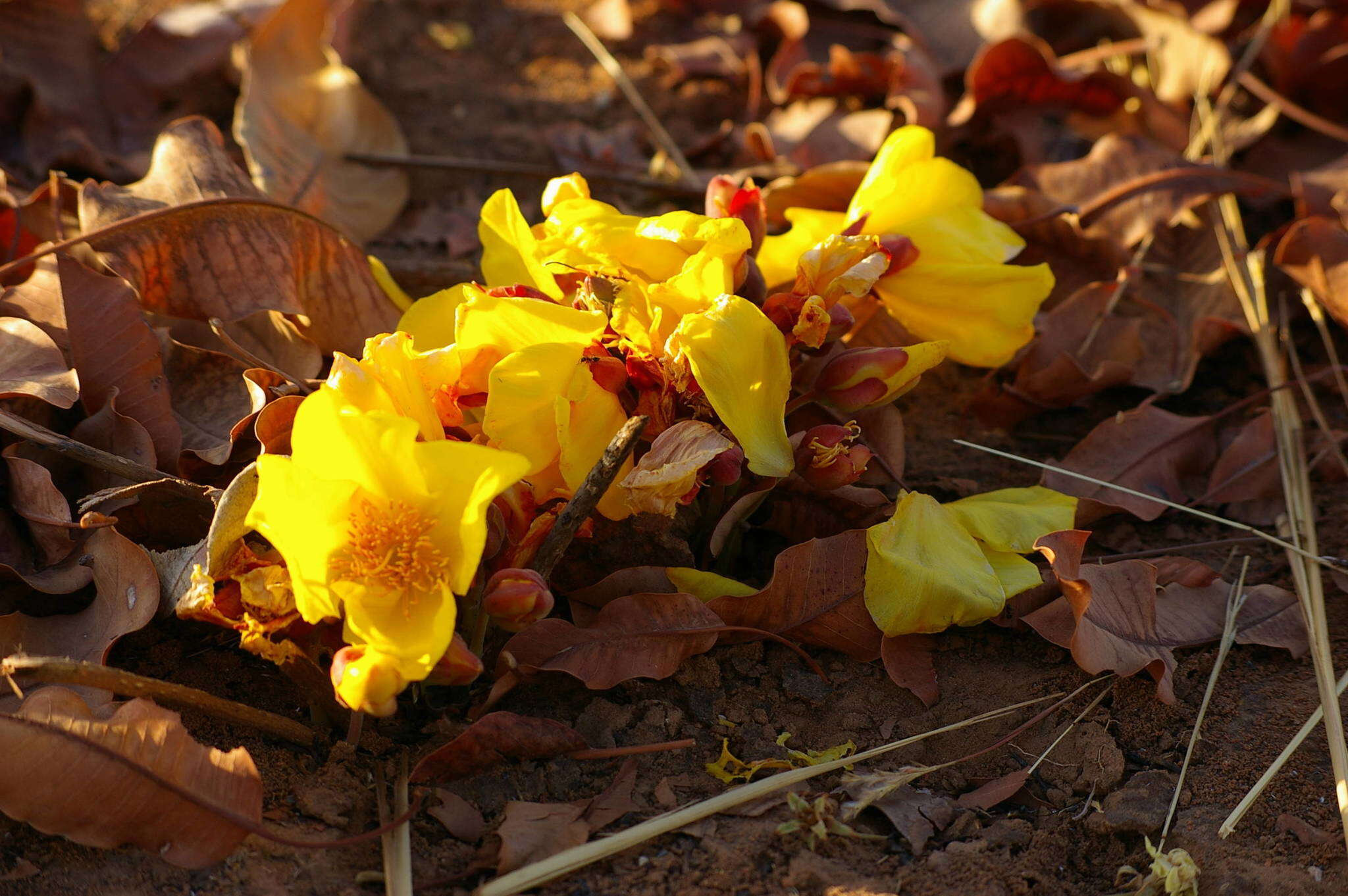 Image of Cochlospermum tinctorium Perr. ex A. Rich.