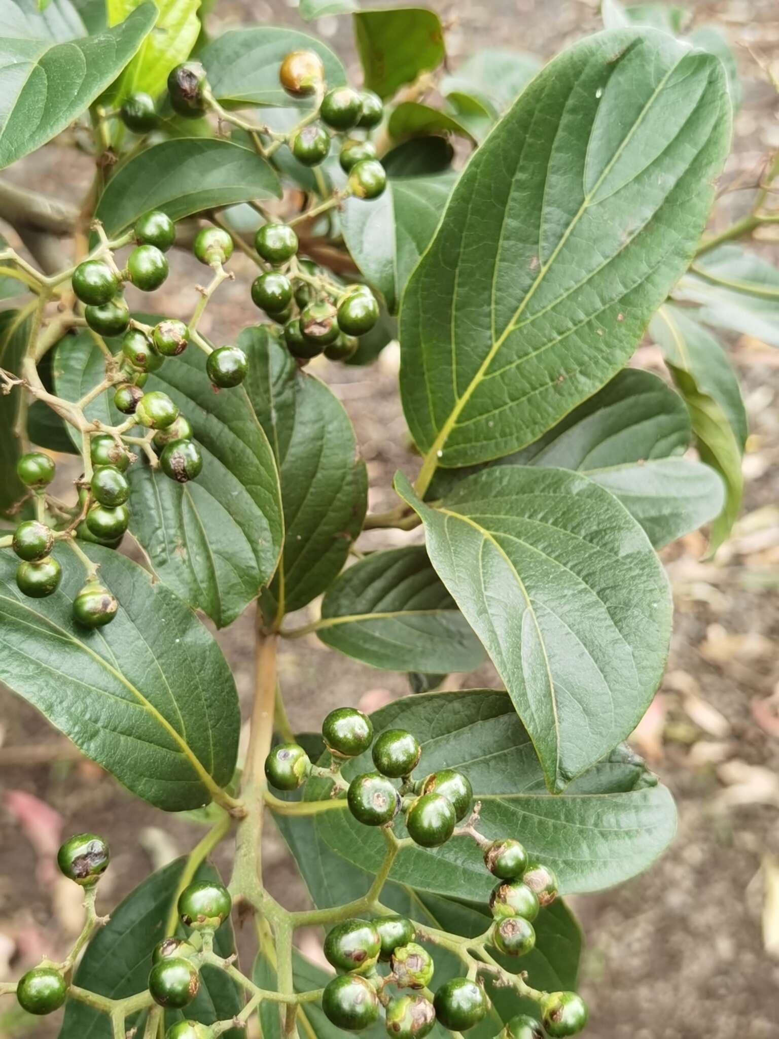 Image of Cordia eriostigma Pittier