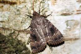 Image of copper underwing