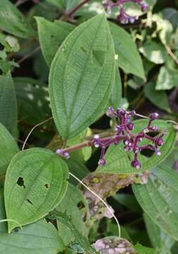 Image of Miconia conospeciosa