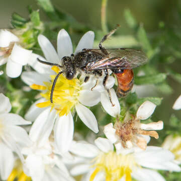 صورة Sphecodes davisii Robertson 1897