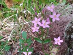 Image of Centaurium erythraea subsp. grandiflorum (Greuter) Melderis