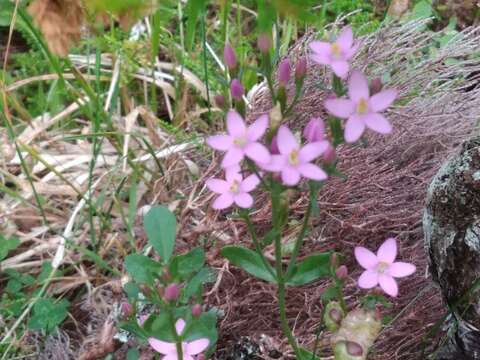 Image of Centaurium erythraea subsp. grandiflorum (Greuter) Melderis