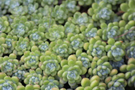 Image de Sedum clavatum R. T. Clausen