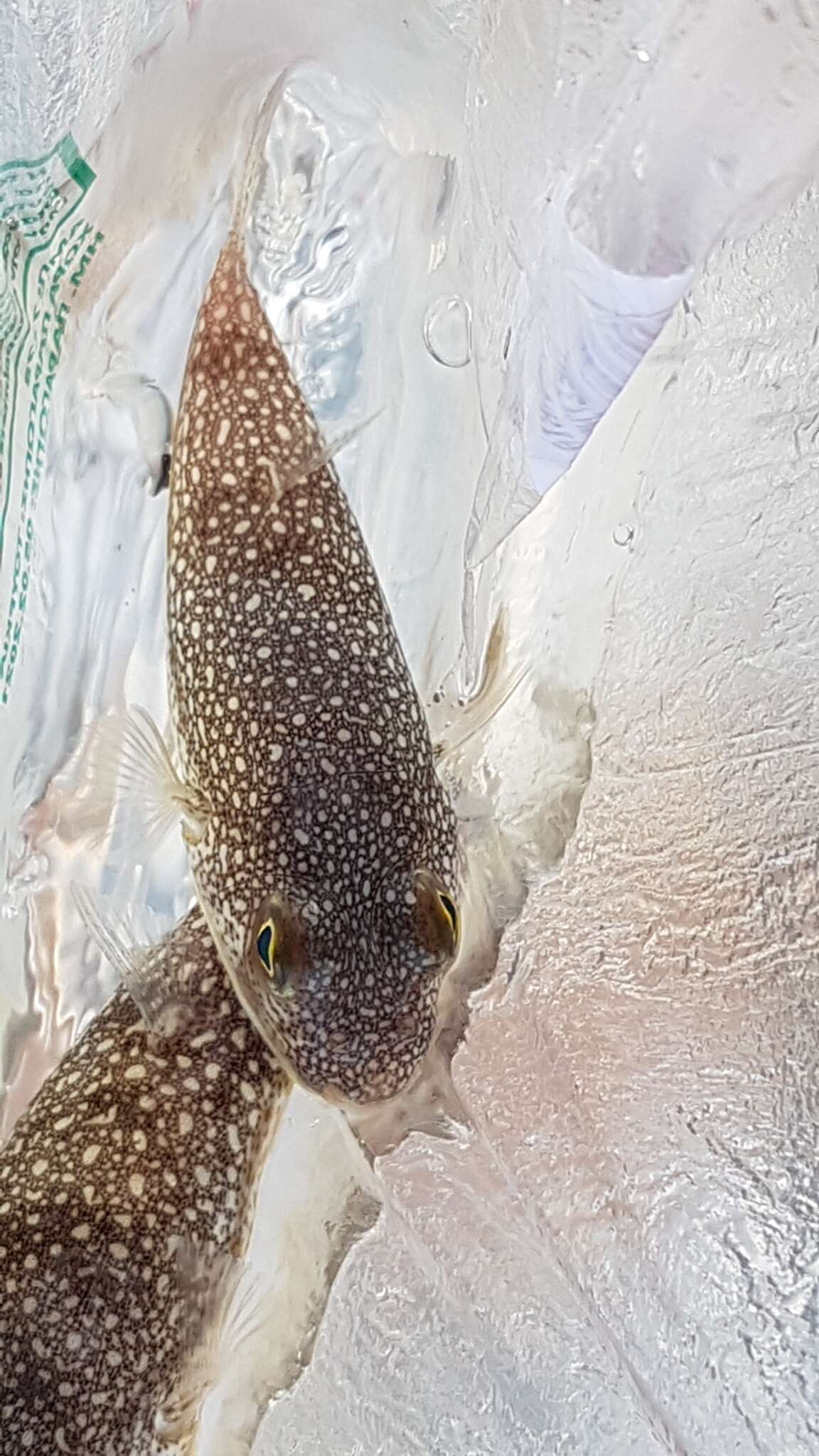 Image of Studded Pufferfish