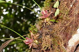 Image of Maxillaria auyantepuiensis Foldats