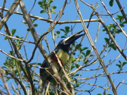 Image of Black-necked Aracari