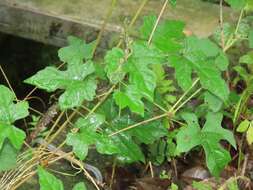 Image of Vitaceae