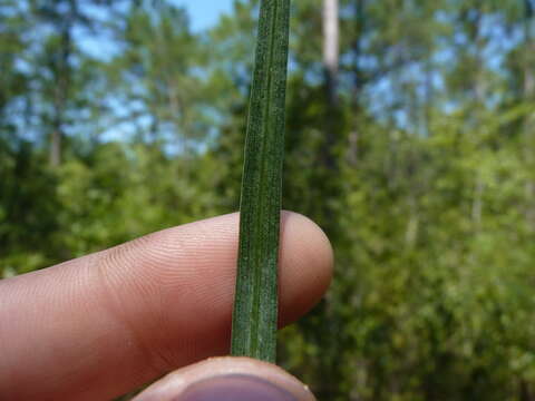 Слика од Liatris spicata var. resinosa (Nutt.) Gaiser