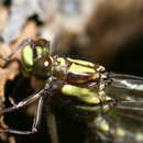 Image of Neogomphus bidens Selys 1878