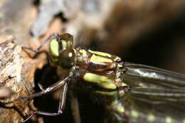 صورة Neogomphus bidens Selys 1878