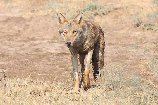 Imagem de Canis lupus pallipes Sykes 1831