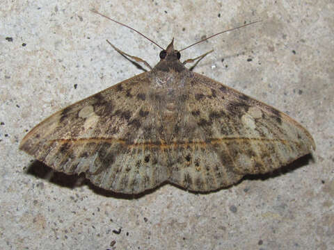 Image of Velvetbean Caterpillar Moth