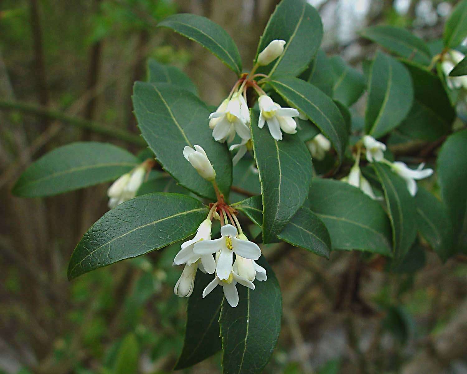 Sivun Osmanthus burkwoodii (Burkwood & Skipwith) P. S. Green kuva