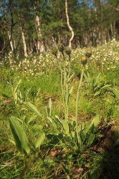 صورة Hieracium alpinum L.