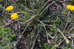 Taraxacum dissectum (Ledeb.) Ledeb.的圖片