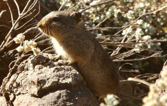 Image of Sloggett's Vlei Rat