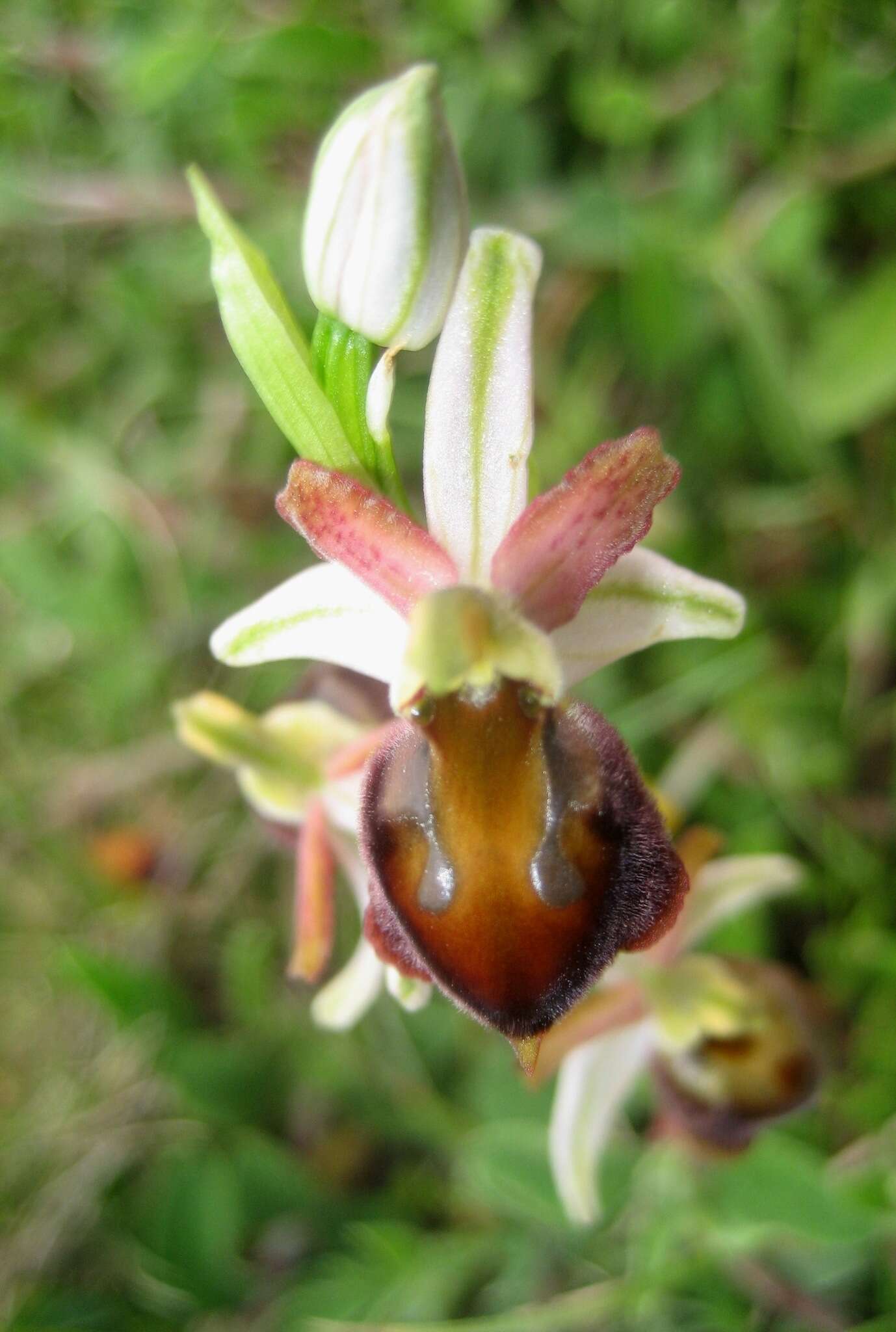 Image of Ophrys morisii (Martelli) G. Keller & Soó