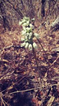 Слика од Aulosepalum riodelayense (Burns-Bal.) Salazar