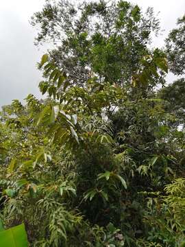 Image of Vismia macrophylla Kunth