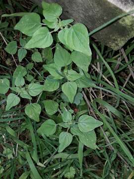 Image of small-flower pellitory