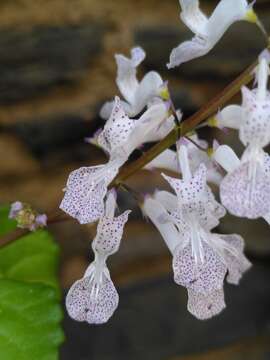 Image de Plectranthus verticillatus (L. fil.) Druce