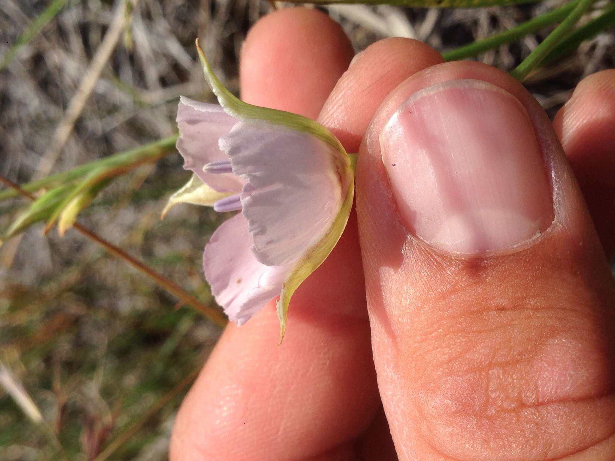 Image of Palmer's mariposa lily