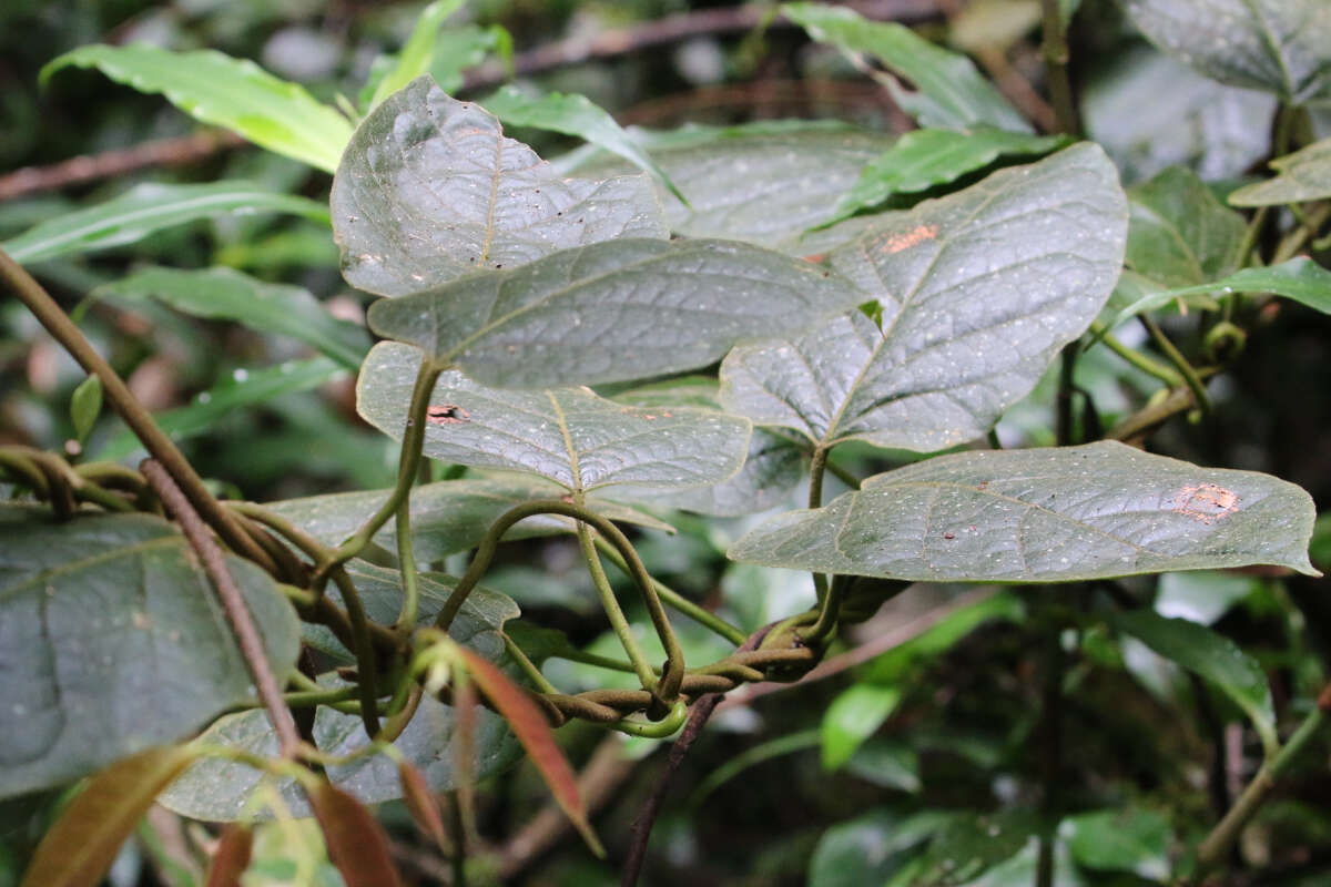 Image of Parsonsia fulva S. T. Blake