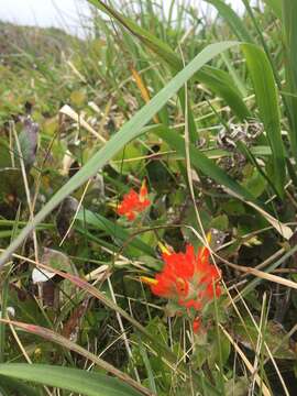 Image of coast Indian paintbrush