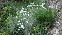 Image of Boreal chickweed