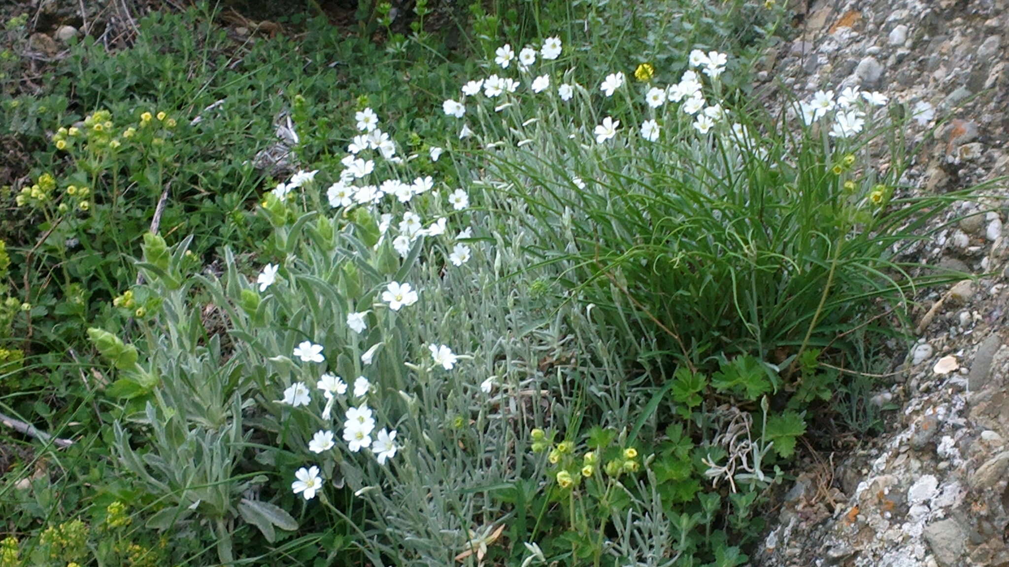 Imagem de Cerastium biebersteinii DC.