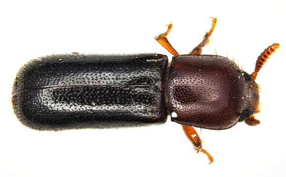 Image of Corticeus subgen. Pogonophloeus Bremer 1998