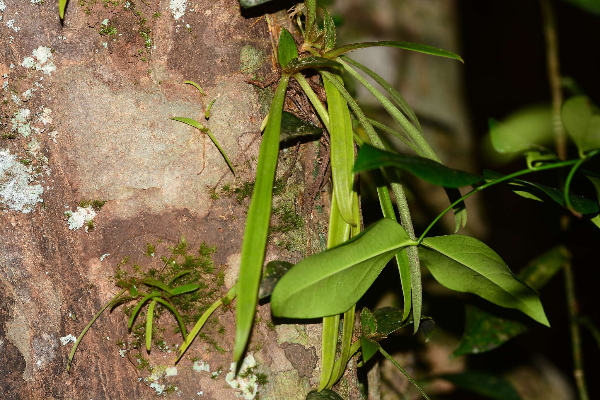 Image of Belosynapsis vivipara (Dalzell) C. E. C. Fisch.