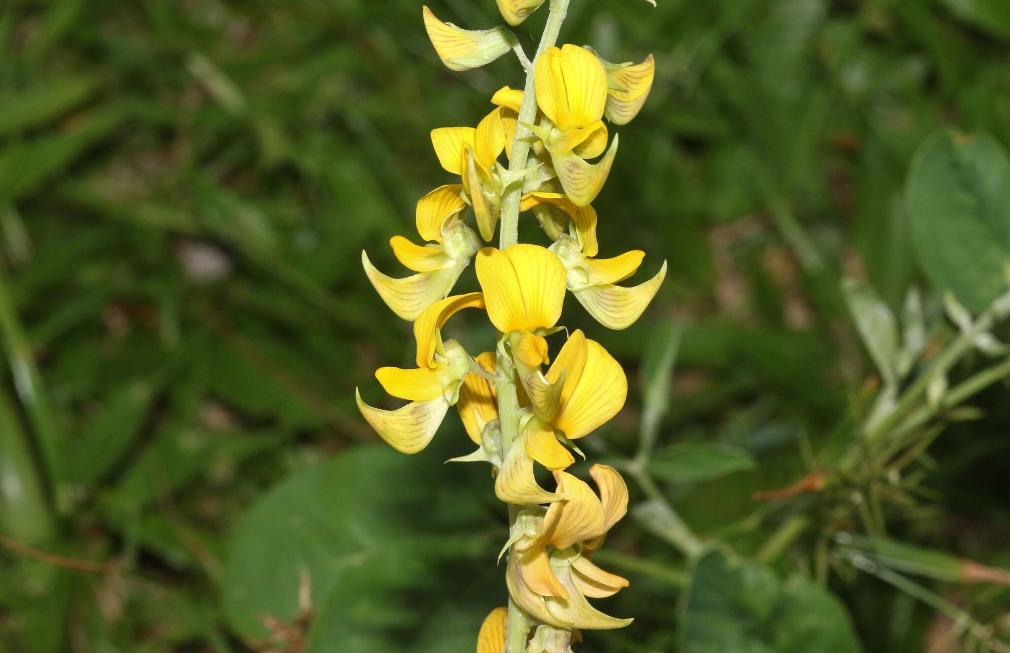 Image of smooth rattlebox