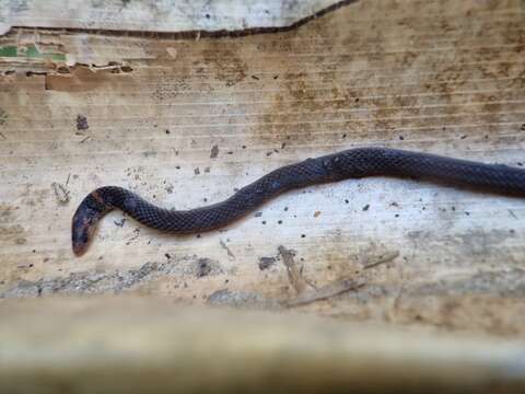 صورة Pseudorabdion longiceps (Cantor 1847)