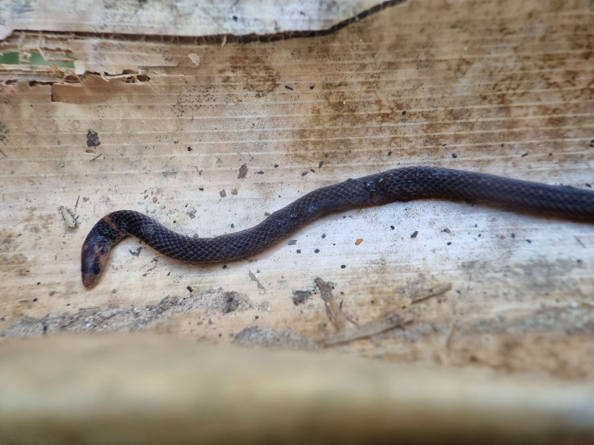 Image of Cantor's Dwarf Reed Snake