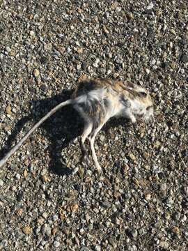 Image of Heermann's kangaroo rat