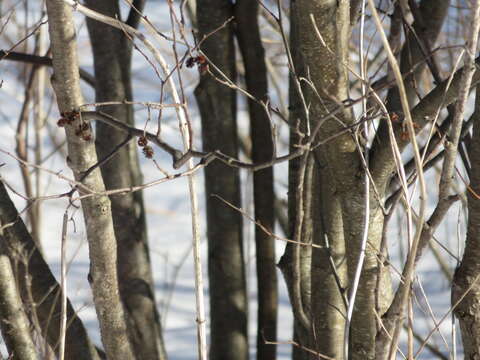 Imagem de Alnus incana subsp. rugosa (Du Roi) R. T. Clausen