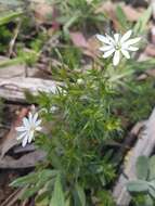 Image of Stellaria pungens Brongn.