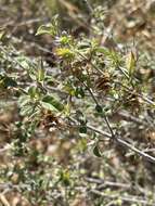 صورة Barleria saxatilis Oberm.