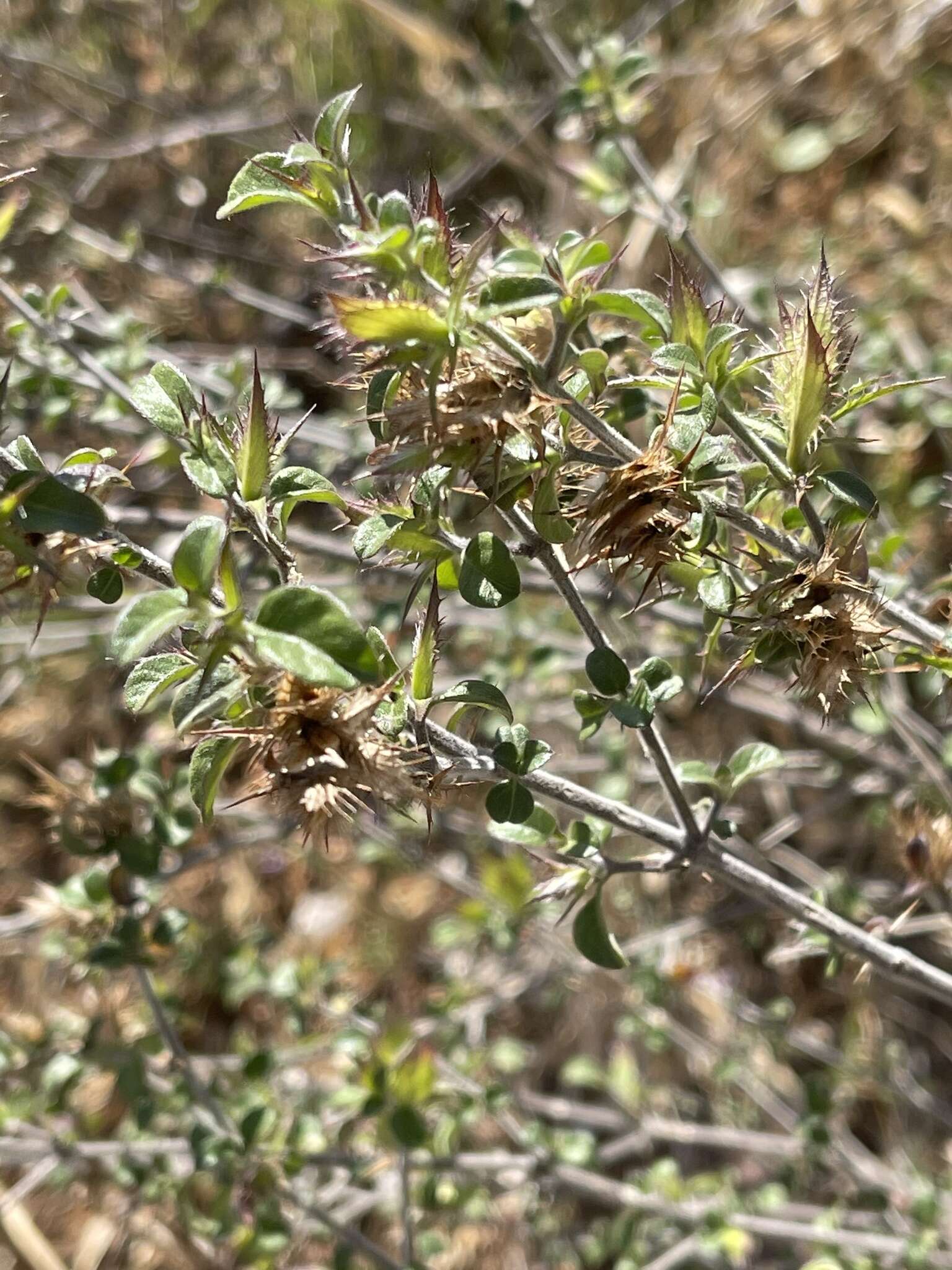 Imagem de Barleria saxatilis Oberm.