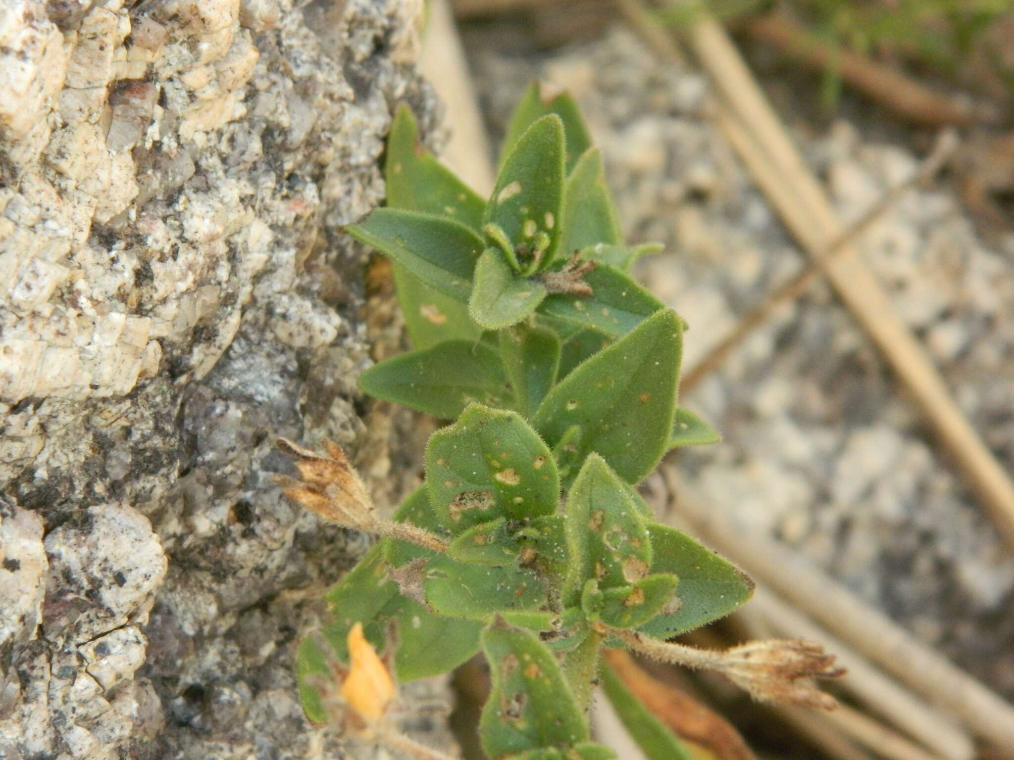 Image of large white petunia