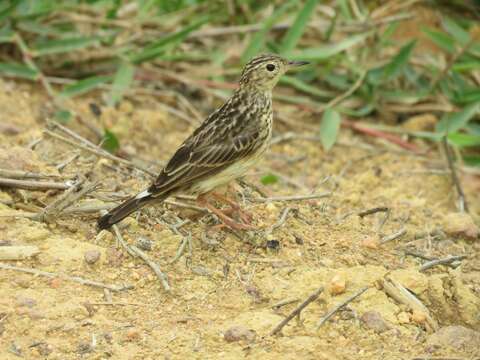 Imagem de Anthus lutescens Pucheran 1855