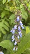 Image de Salvia mocinoi Benth.